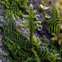 Greatness Isn’t Loud It’s Patient Rolled Poster | Biophilic Nature Wall Art | Minimalist Home Decor | Bedroom Office Inspiration |